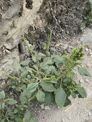 Amaranthus retroflexus
