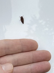 Aphrophora permutata