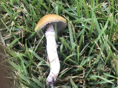 Stropharia coronilla