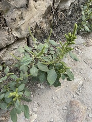 Amaranthus retroflexus