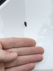 Aphrophora permutata