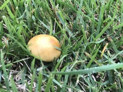Stropharia coronilla