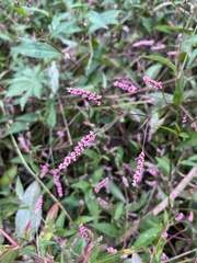 Persicaria longiseta