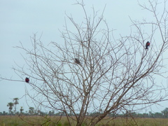 Leistes superciliaris