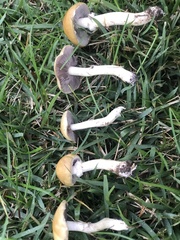 Stropharia coronilla