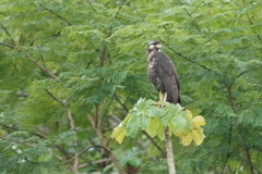 Buteogallus urubitinga