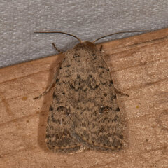 Caradrina clavipalpis