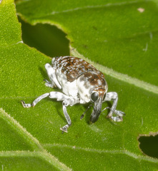 Peridinetus irroratus