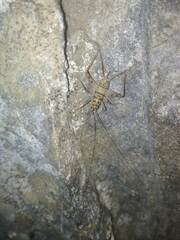 Gryllomorpha dalmatina