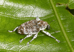 Peridinetus irroratus