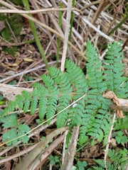 Dryopteris expansa