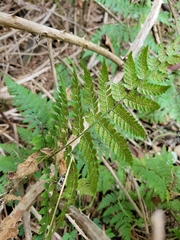 Dryopteris expansa