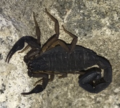 Centruroides margaritatus
