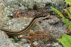 Thamnophis saurita saurita
