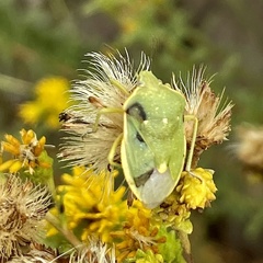 Chlorochroa uhleri