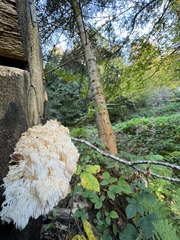 Hericium alpestre