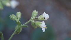 Mirabilis laevis retrorsa