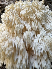 Hericium alpestre