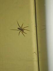 Liocranum rupicola