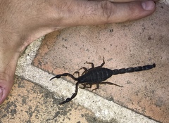 Centruroides margaritatus