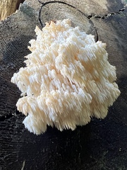 Hericium alpestre