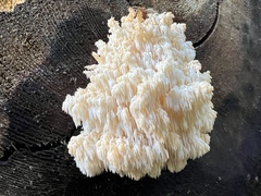Hericium alpestre