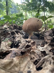 Echinoderma