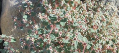 Euphorbia melanadenia