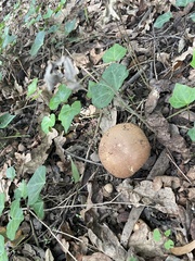 Echinoderma