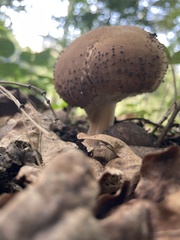 Echinoderma