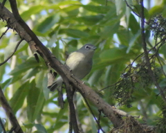 Vireo plumbeus