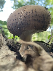 Echinoderma