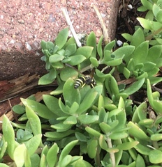 Ancistrocerus catskill