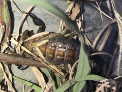 Centruroides margaritatus