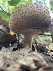 Echinoderma