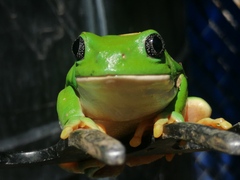 Agalychnis dacnicolor