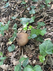 Echinoderma