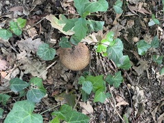 Echinoderma