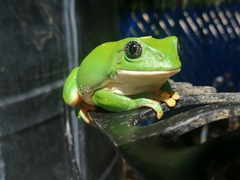 Agalychnis dacnicolor
