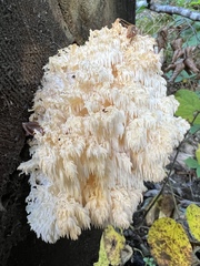 Hericium alpestre