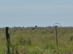 Alectrurus risora