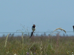 Alectrurus risora
