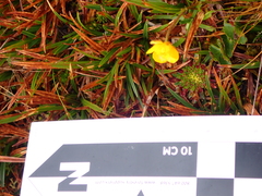 Ranunculus peruvianus