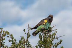 Poicephalus meyeri damarensis