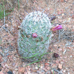 Mammillaria grahamii