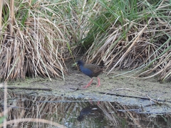 Pardirallus sanguinolentus