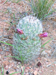 Mammillaria grahamii