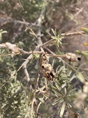 Asphondylia floccosa
