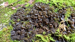 Lathagrium auriforme