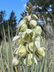 Yucca glauca